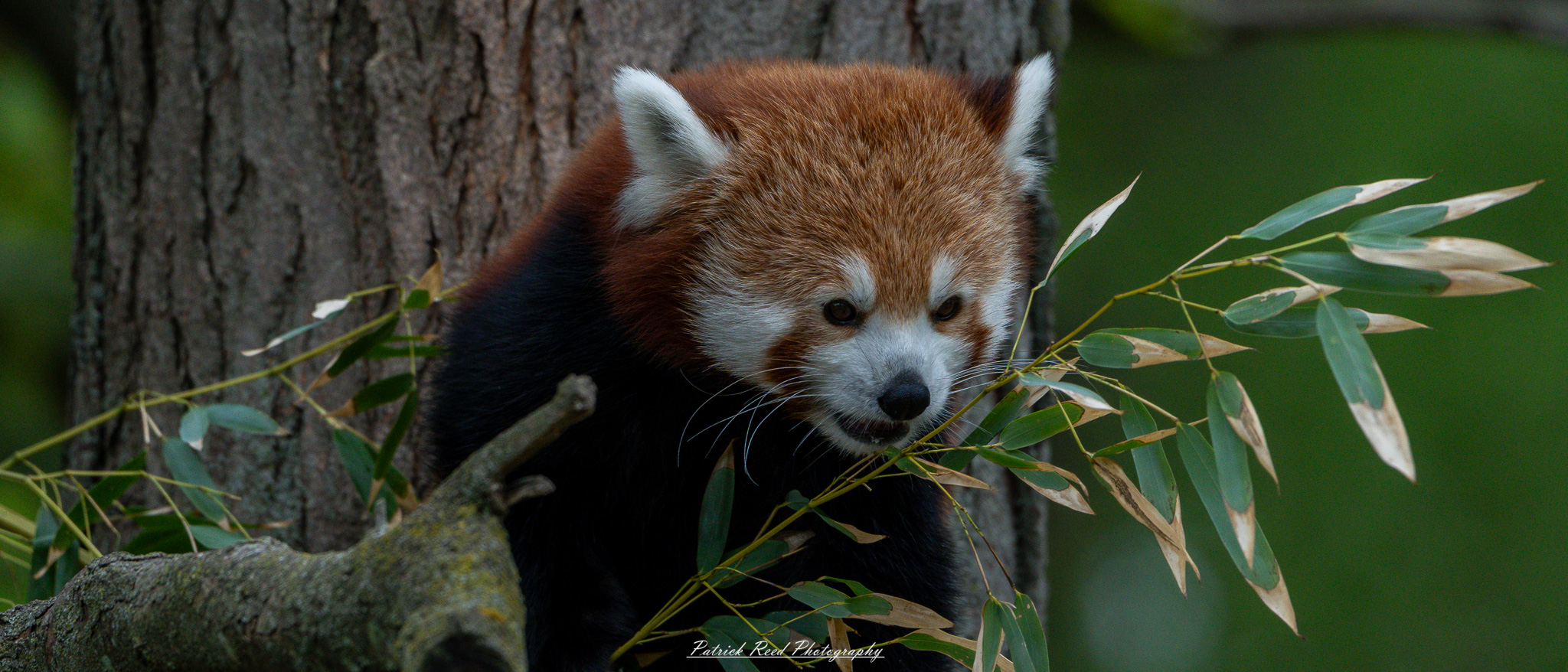 Red panda at the Detroit Zoo resting on a tree branch in natural habitat enclosure